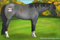 Horse Color:Blue Roan 