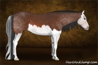 Horse Color:Bay Sabino Splash 