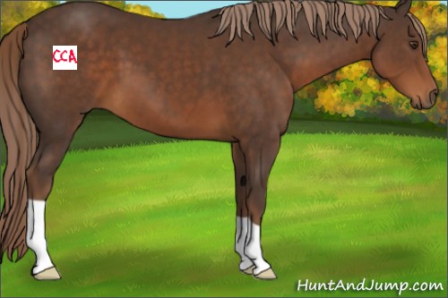 Horse Color:Liver Chestnut 