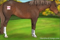 Horse Color:Liver Chestnut