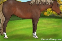 Horse Color:Liver Chestnut 