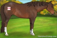 Horse Color:Liver Chestnut 