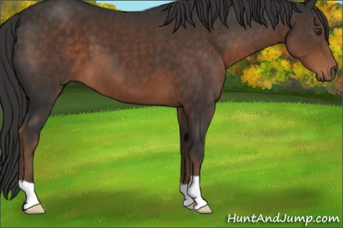 Horse Color:Liver Chestnut 