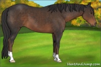 Horse Color:Liver Chestnut 