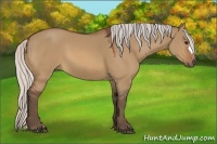 Horse Color:Silver Bay Dun 