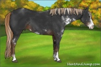 Horse Color:Liver Chestnut Sabino 