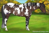 Horse Color:White Spotted Brown Rabicano