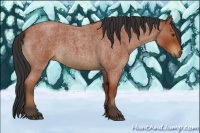 Horse Color:Bay Roan 