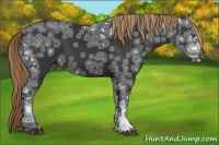Horse Color:Liver Chestnut Ice Sabino 