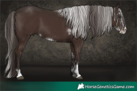 Horse Color:Liver Chestnut Sabino 