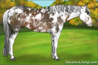 Horse Color:Liver Chestnut Sabino 
