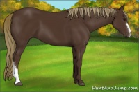Horse Color:Liver Chestnut 