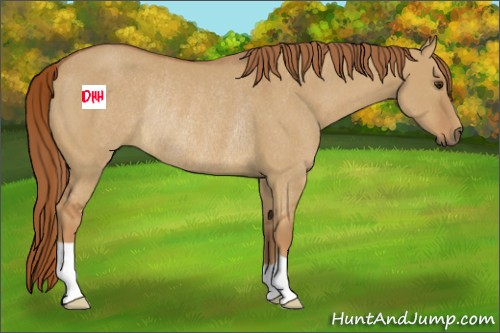 Horse Color:Red Dun Rabicano 