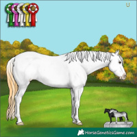 Horse Color:White Spotted Buckskin Dun Appaloosa 