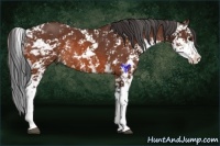 Horse Color:Bay Sabino Rabicano