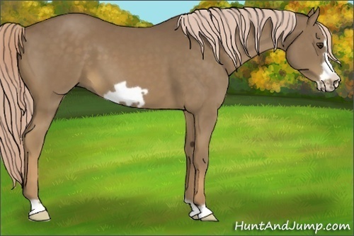 Horse Color:Chocolate Palomino Frame 