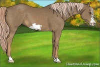 Horse Color:Chocolate Palomino Frame 