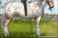 Horse Color:Silver Sable Champagne Appaloosa 