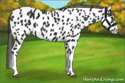 Horse Color:Black Appaloosa 