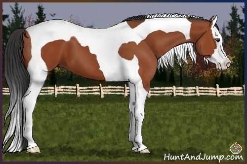 Horse Color:Bay Splash Tobiano