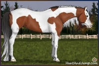 Horse Color:Bay Splash Tobiano