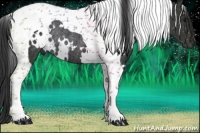 Horse Color:White Spotted Black Tobiano Rabicano