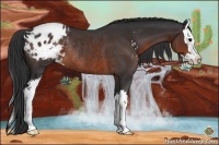 Horse Color:Brown Sabino Splash Appaloosa Rabicano