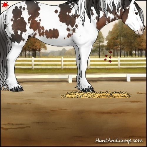 Horse Color:White Spotted Liver Chestnut Splash 