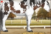 Horse Color:White Spotted Liver Chestnut Splash 