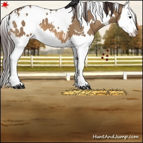 Horse Color:White Spotted Bay Dun Splash Appaloosa 