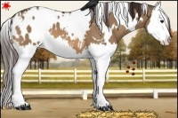 Horse Color:White Spotted Bay Dun Splash Appaloosa 