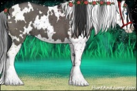 Horse Color:White Spotted Grullo Splash 