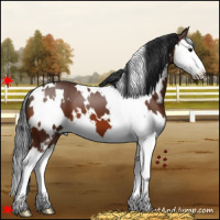 Horse Color:White Spotted Bay Splash