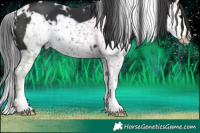 Horse Color:White Spotted Black Splash Frame 