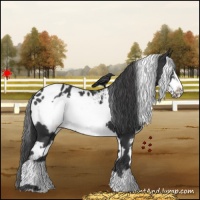 Horse Color:White Spotted Black Frame Appaloosa 