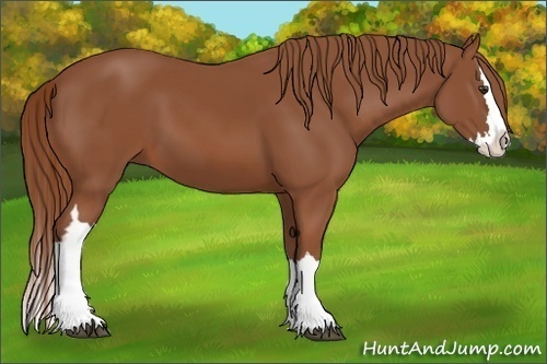 Horse Color:Chestnut Splash 
