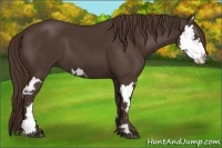 Horse Color:Liver Chestnut Splash Frame 
