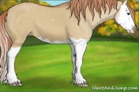 Horse Color:Red Dun Splash Appaloosa 