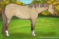 Horse Color:Liver Red Dun Rabicano 