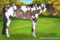 Horse Color:White Spotted Liver Chestnut Rabicano 