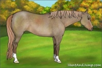 Horse Color:Liver Red Dun 