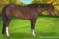 Horse Color:Liver Chestnut 