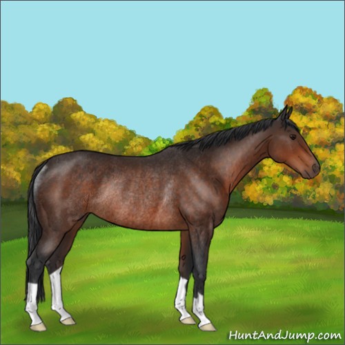 Horse Color:Brown Rabicano 