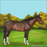 Horse Color:Brown Rabicano