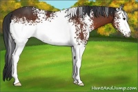 Horse Color:White Spotted Brown 