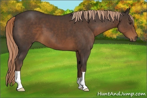 Horse Color:Liver Chestnut 