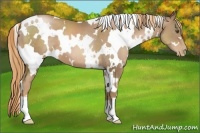 Horse Color:White Spotted Liver Chestnut Pearl 