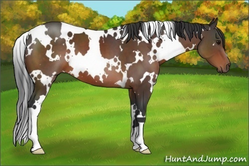 Horse Color:White Spotted Brown 