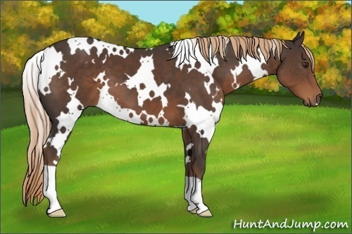 Horse Color:White Spotted Liver Chestnut 