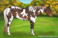 Horse Color:White Spotted Liver Chestnut 